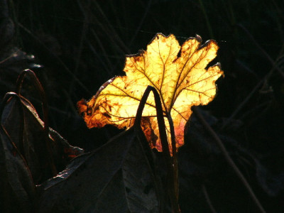 Blatt-Nov-1.jpg