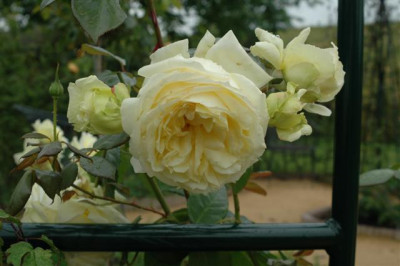 A6616_Small.JPG