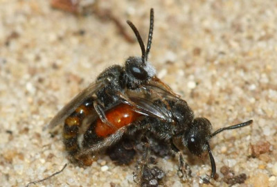 Sphecodes_sp_-_Blutbiene_14b_4-5mm_Paarung_-_Sandgrube_Niedringhaussee.jpg