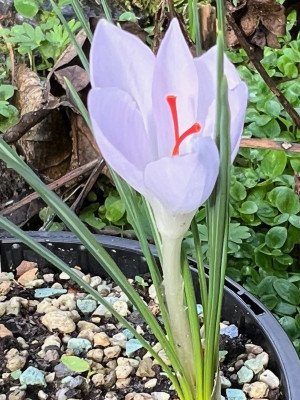 2023-10-30 Crocus pallasii.jpg