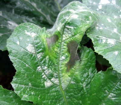 ZucchBlatt11.jpg