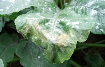 ZucchBlatt22.JPG
