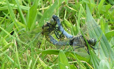 Orthetrum_cancellatum_-_Grosser_Blaupfeil_01.jpg