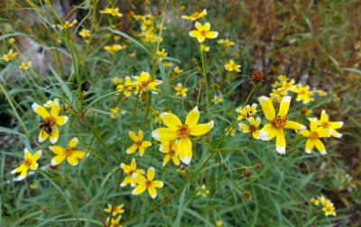 20231102_072942 Bidens.jpg