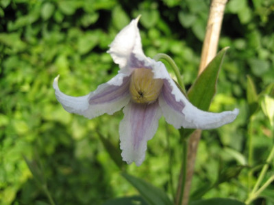 garten_ende_juni_046.jpg
