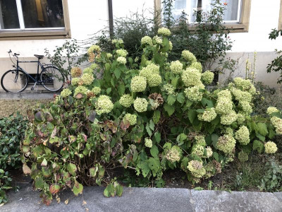 H_Microphylla_arborescens.jpeg