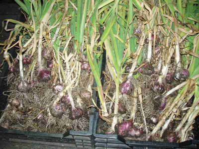 Knoblauch_ue.jpg