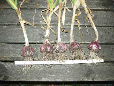 Knoblauch1_ue.jpg