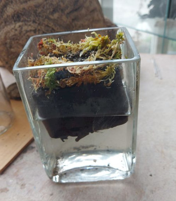Glasvasen Darlingtonia klein pre.jpg