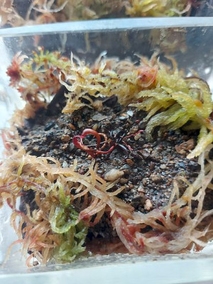 Glasvase Darlingtonia klein situ.jpg