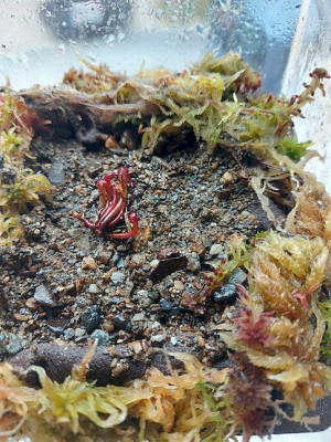 Glas Vase Darlingtonia groß.jpg