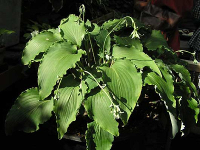 Hosta_High_Kicker.jpg