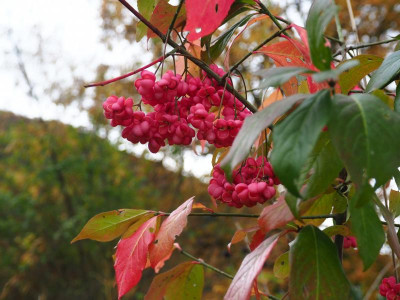 Euonymus europaeus PB030021.JPG