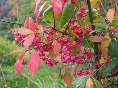 Euonymus europaeus PB030022.JPG