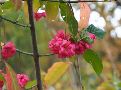 Euonymus europaeus PB030025.JPG