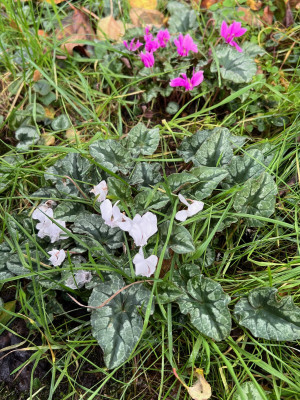 2023-11-03 Cyclamen hederifolium.jpg