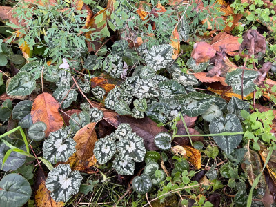 2023-11-03 Chaos-Cyclamen.jpg