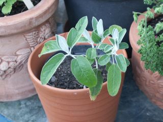 Salvia_discolor_0801.jpg