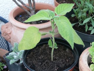 Salvia_dorisiana_0801.jpg