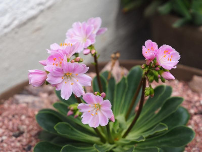 Lewisia babyrosa PB040006.JPG