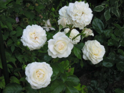 Ledrebourg_Blueten_6_08.jpg