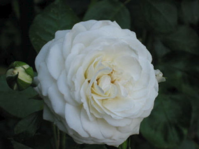 Ledrebourg_Juni_08.jpg