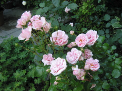 Home_and_Garden_Zweig_6_08.jpg