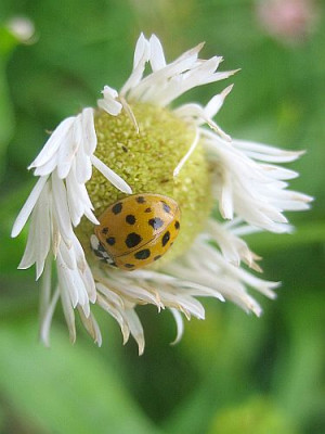 Harmonia_axyridis_10941.jpg