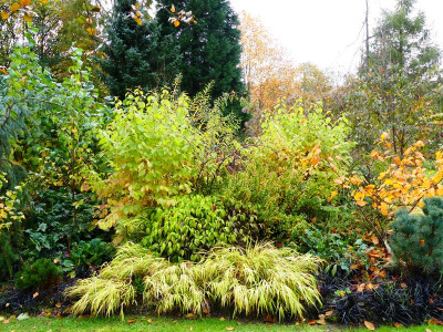 2023-11-05 Cornus 'Midwinter Fire'.jpg