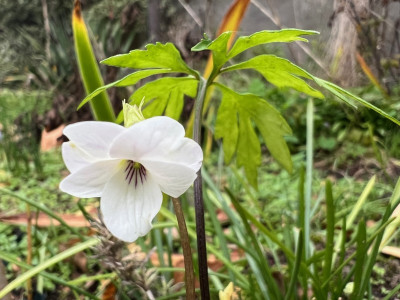 2023-11-05 Viola eizanensis a.jpg