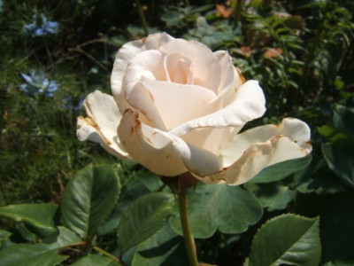 Margaret_Merril.JPG