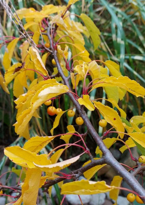 20231106_141553 Malus transitoria.jpg