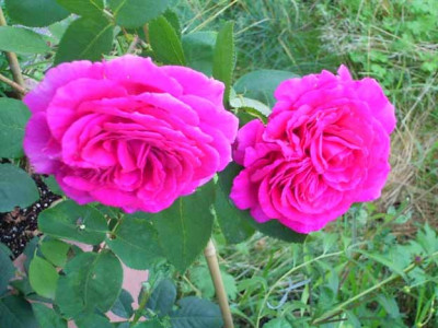 BigPurple_07_08_05.JPG