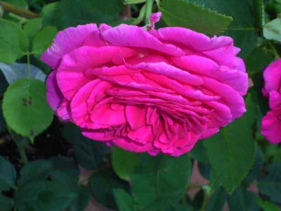 BigPurple_07_08_01.JPG