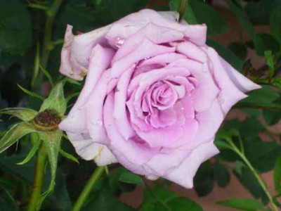 MamyBlue_07_08_01.JPG