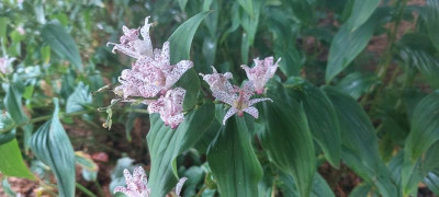 Tricyrtis 6.11..jpg
