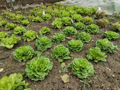 Salat 20231104.jpeg