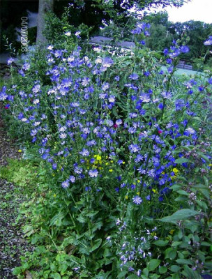 wegwarte-040708.jpg