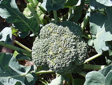 Broccoli_6_.JPG