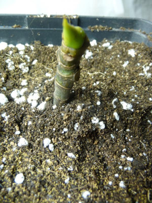 Getopft - Perlite-Bti.jpg