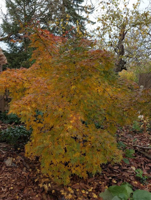 20231109_111150 Acer Orange Dream.jpg