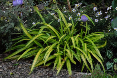 DSCF7983.JPG