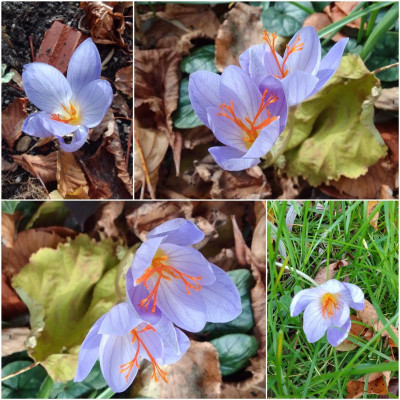CrocusSpeciosus.jpg