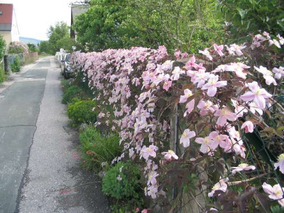 B_Clematis_montana_var._rubens_Tetrarose_02.jpg