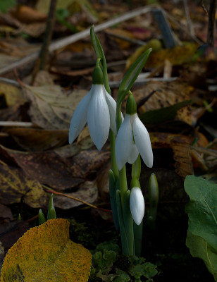 DSC01712_DxO.jpg