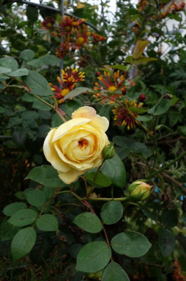 DSC02398.JPG