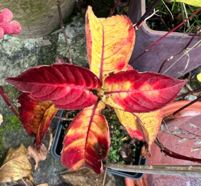 2023-11-11 Hydrangea serrata 'Kohana'.jpg