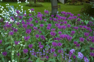 Monarda-80.jpg
