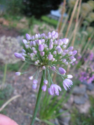 Allium_stellatum1.jpg