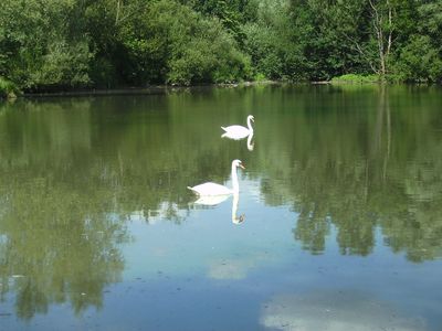 Schwanensee.jpg